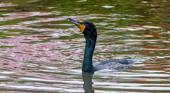 Double crested cormorant