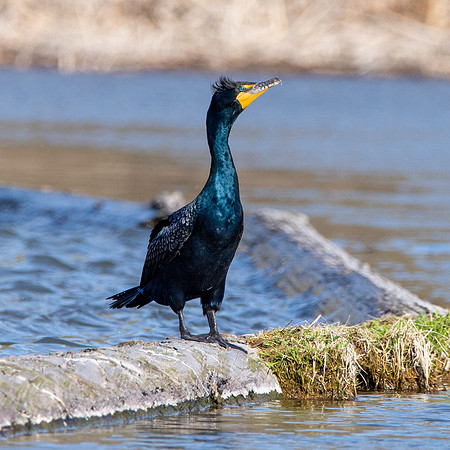Double crested cormorant