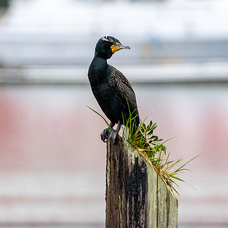 Double crested cormorant