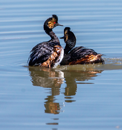 Eared grebe