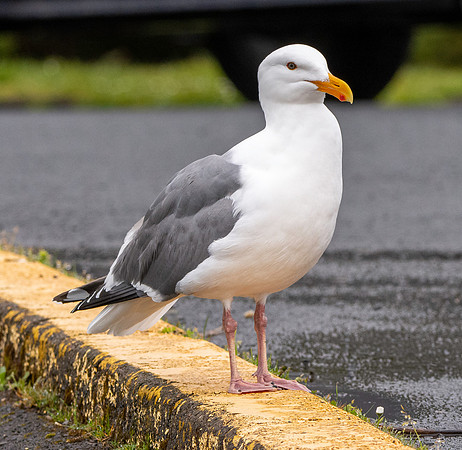 Glaucous winged gull