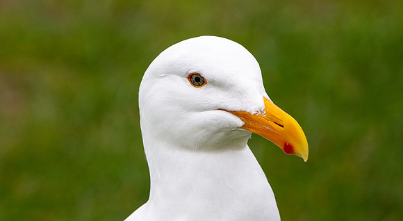 Glaucous winged gull
