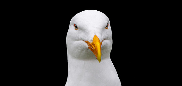 Glaucous winged gull