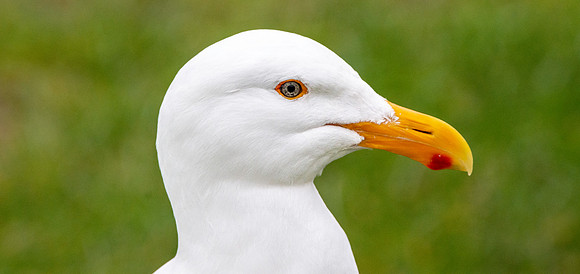 Glaucous winged gull