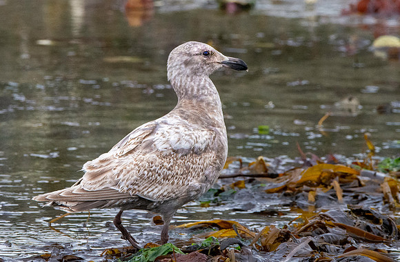 Glaucous winged gull juvenile