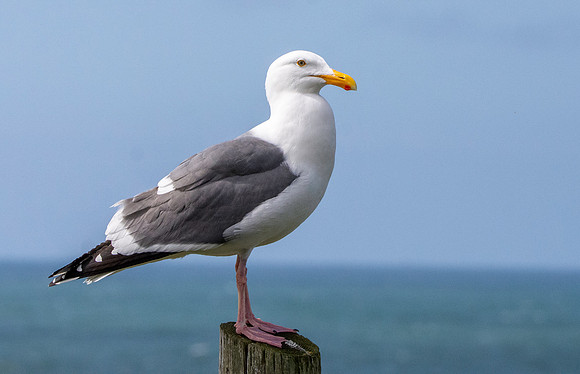 Glaucous winged gull