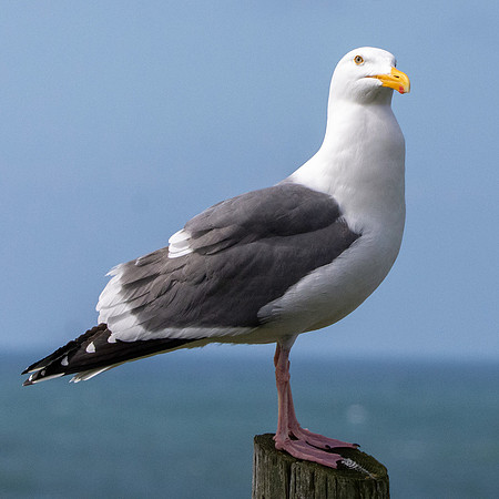 Glaucous winged gull