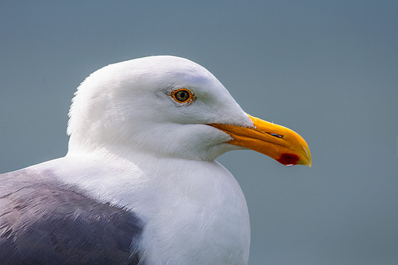 Glaucous winged gull