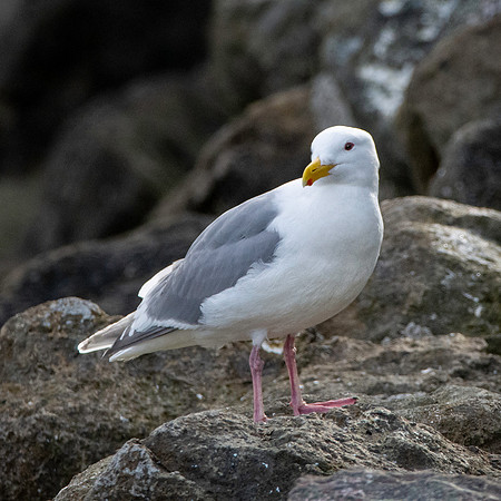 Glaucous winged gull