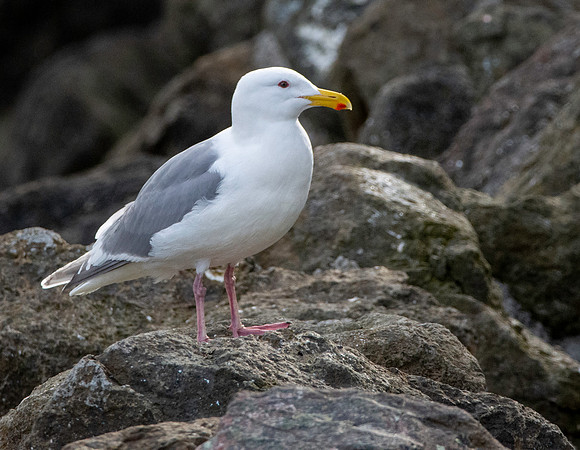 Glaucous winged gull
