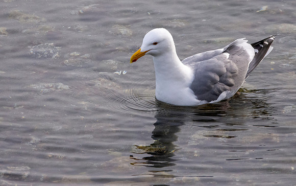 Glaucous winged gull