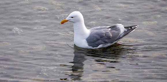 Glaucous winged gull