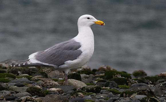 Glaucous winged gull