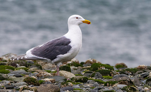 Glaucous winged gull