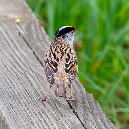 Golden crowned sparrow