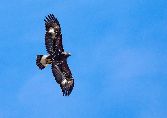 Golden Eagle
