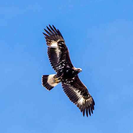 Golden Eagle