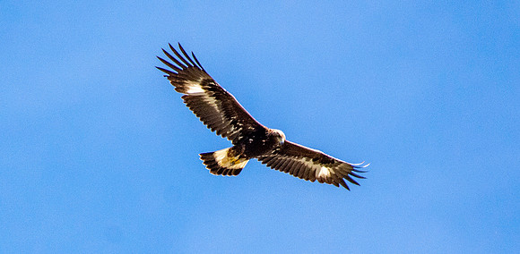 Golden Eagle