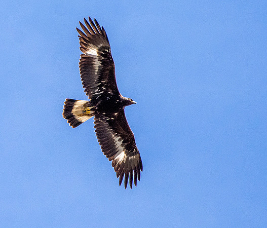 Golden Eagle