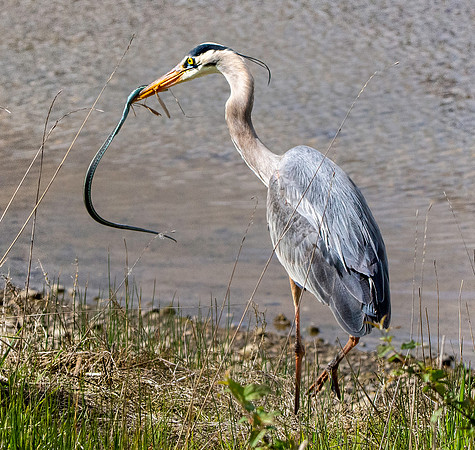 Great blue heron