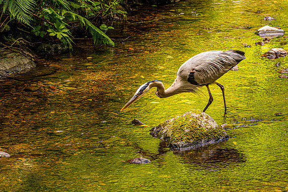 Great blue heron