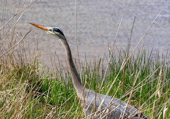 Great blue heron