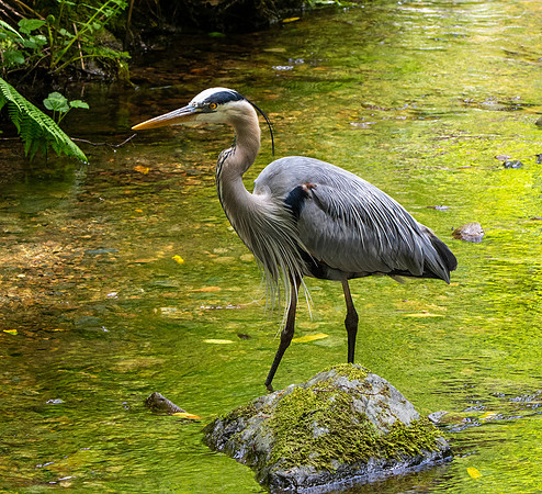 Great blue heron