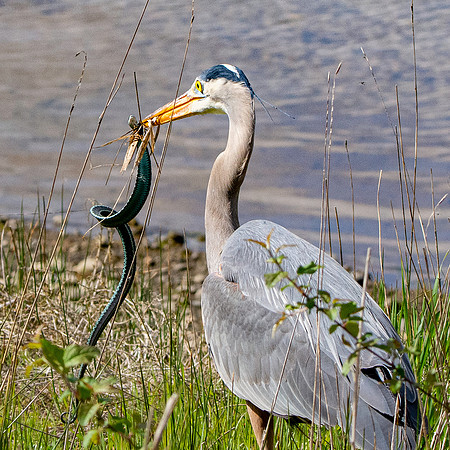 Great blue heron