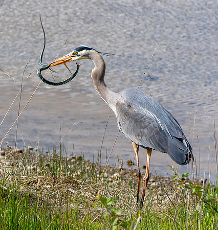 Great blue heron