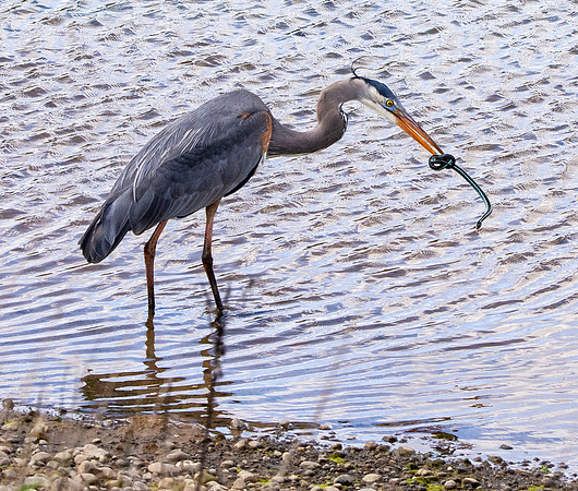 Great blue heron