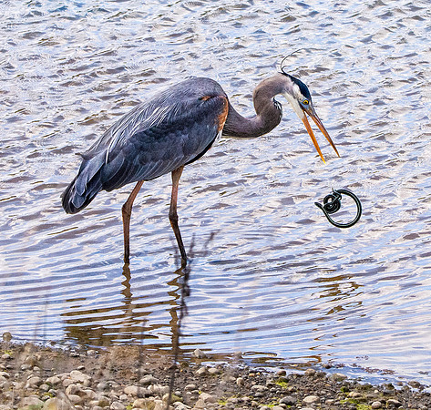 Great blue heron