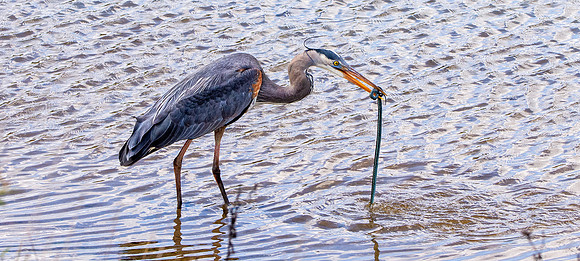 Great blue heron