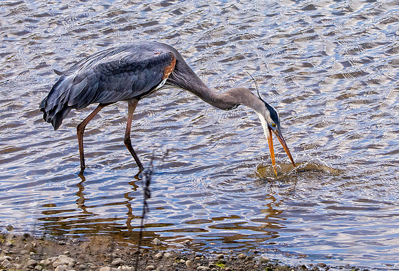 Great blue heron