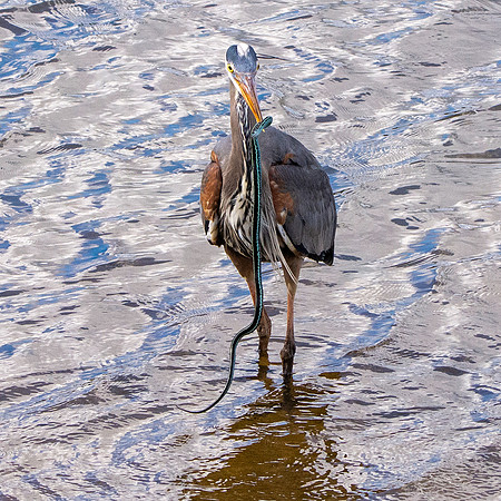 Great blue heron