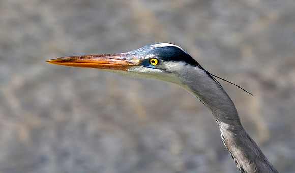 Great blue heron