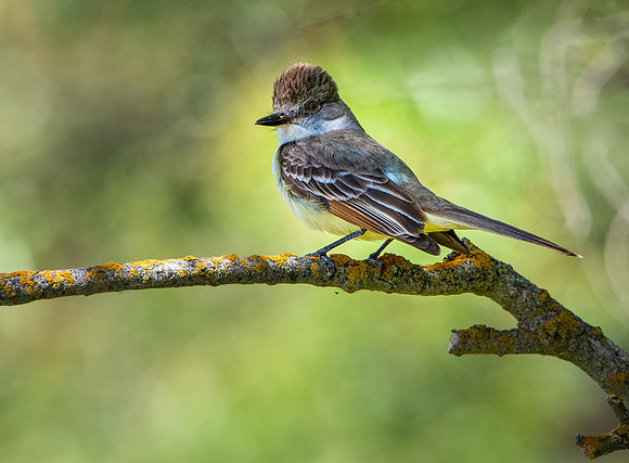 Great crested flycatcher