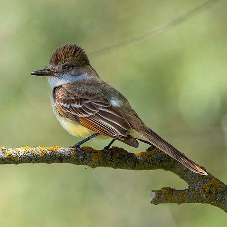 Great crested flycatcher
