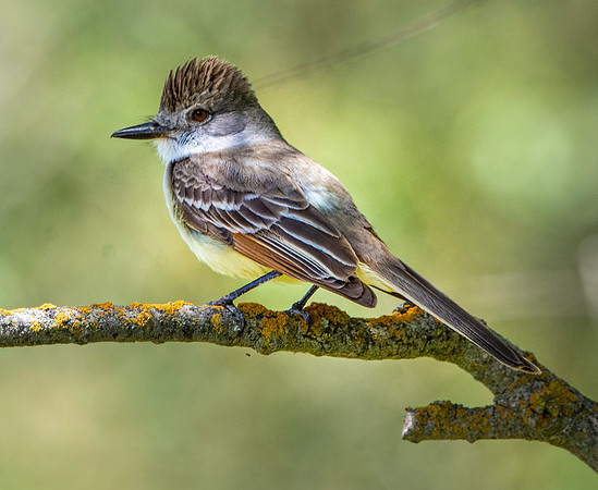 Great crested flycatcher
