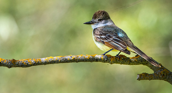 Great crested flycatcher