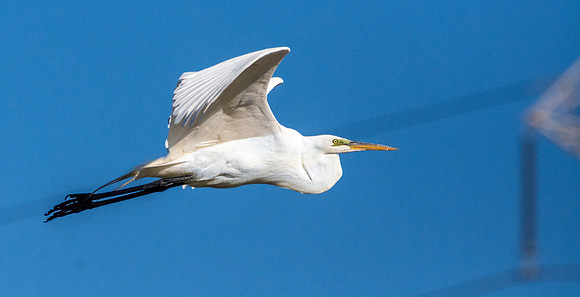 Great egret / great white egret