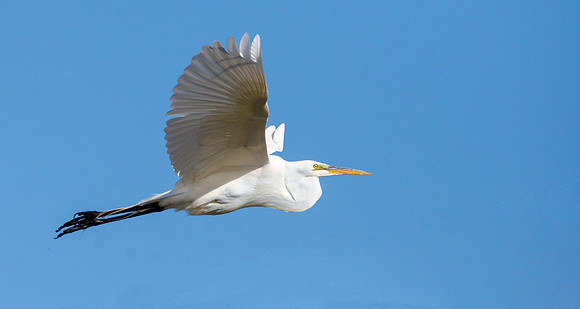 Great egret / great white egret