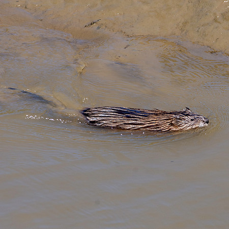 North American beaver