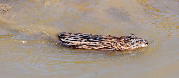 North American beaver