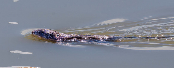 North American beaver