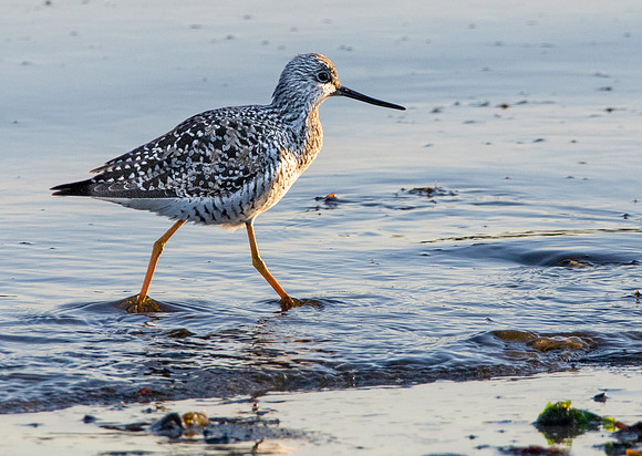 Greater yellow legs