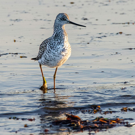 Greater yellow legs
