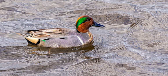 Green winged teal