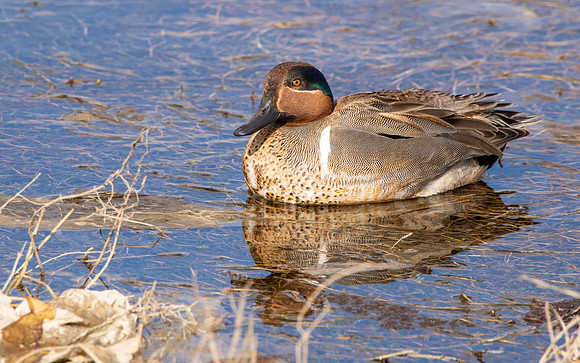 Green winged teal