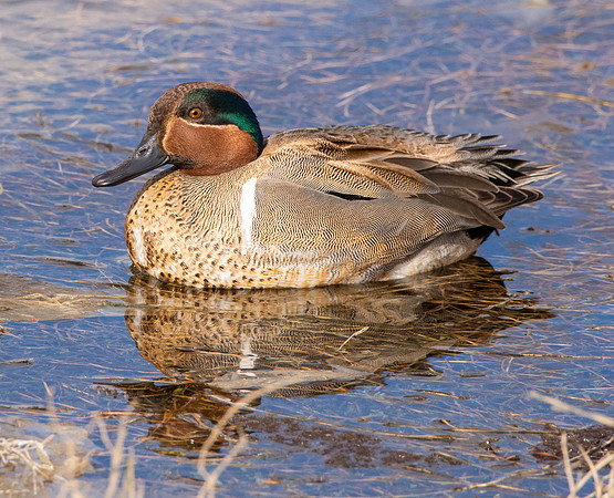 Green winged teal