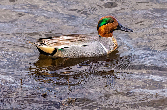 Green winged teal
